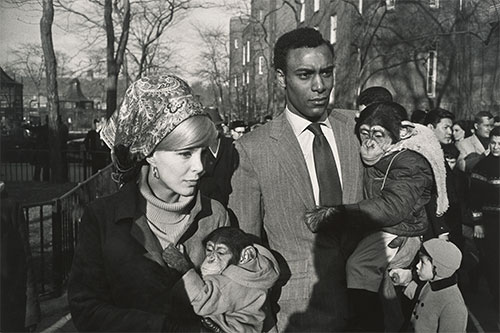 foto Garry Winogrand coppia scimmie braccio Central Park Zoo New Yor, 1967