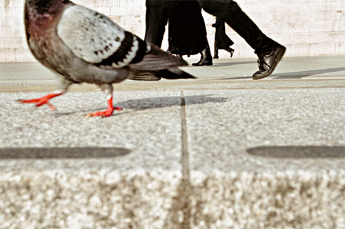 Matt Stuart foto piccione e gambe